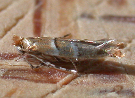 Poison-ivy Leafblotch Miner